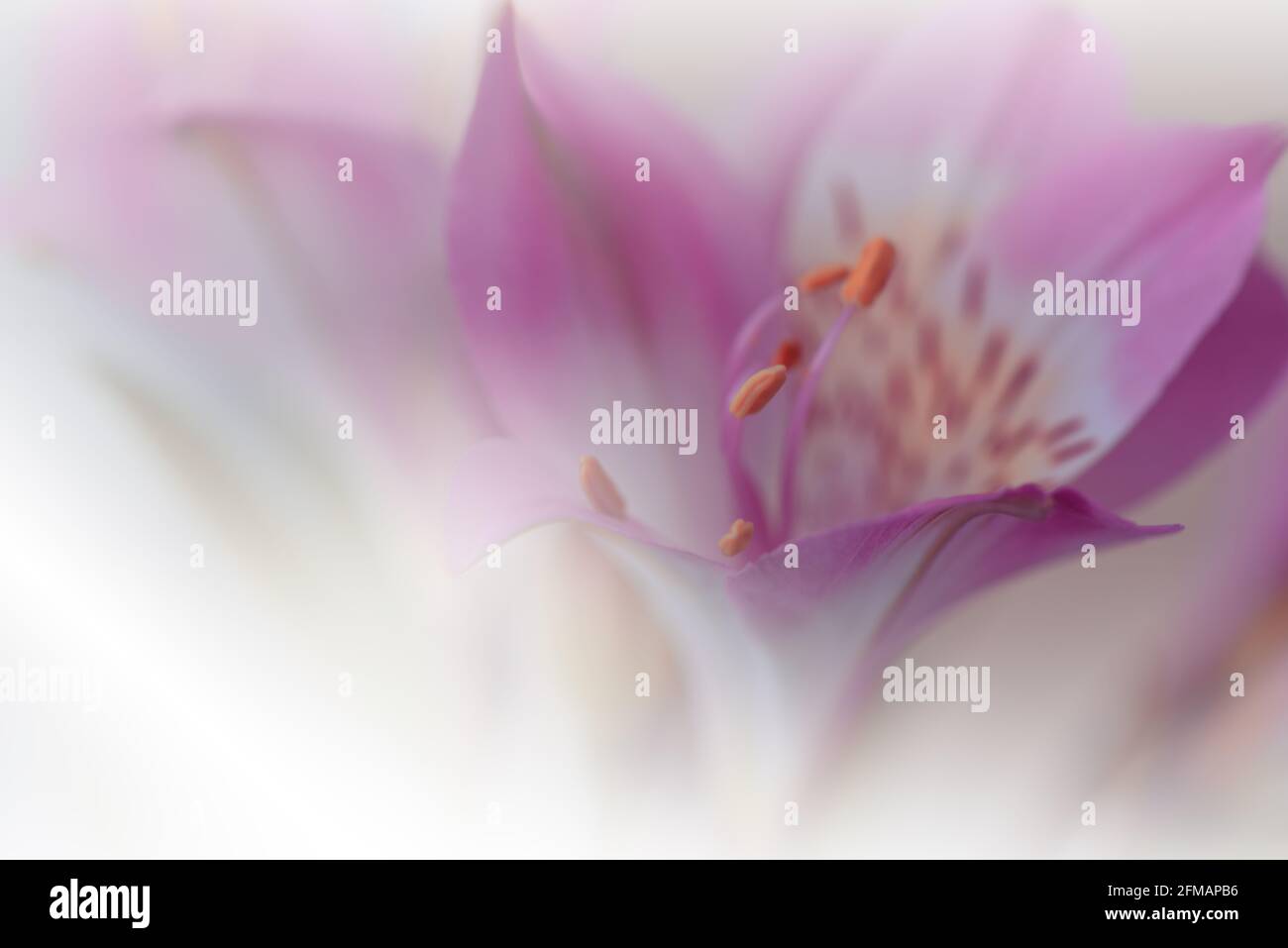 Schöne Natur Hintergrund.Florale Kunst Design.Abstrakte Makro-Fotografie.Violette Blume.Pastell Blumen.Weißer Hintergrund.Kreative Künstlerische Wallpaper. Stockfoto