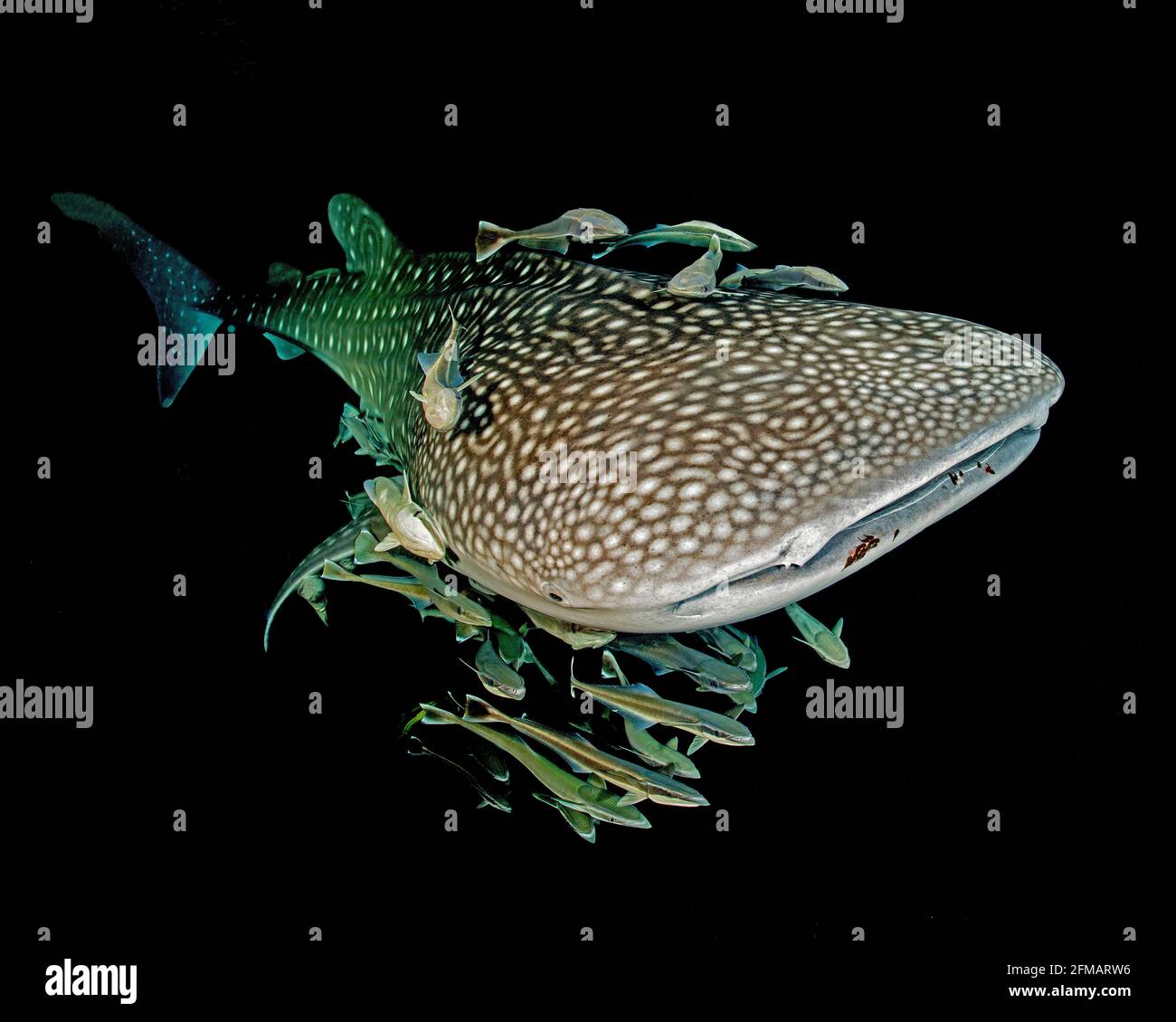 Whale Sharks Fotos Und Bildmaterial In Hoher Aufl sung Alamy whale-sharks-fotos-und-bildmaterial-in-hoher-aufl-sung-alamy