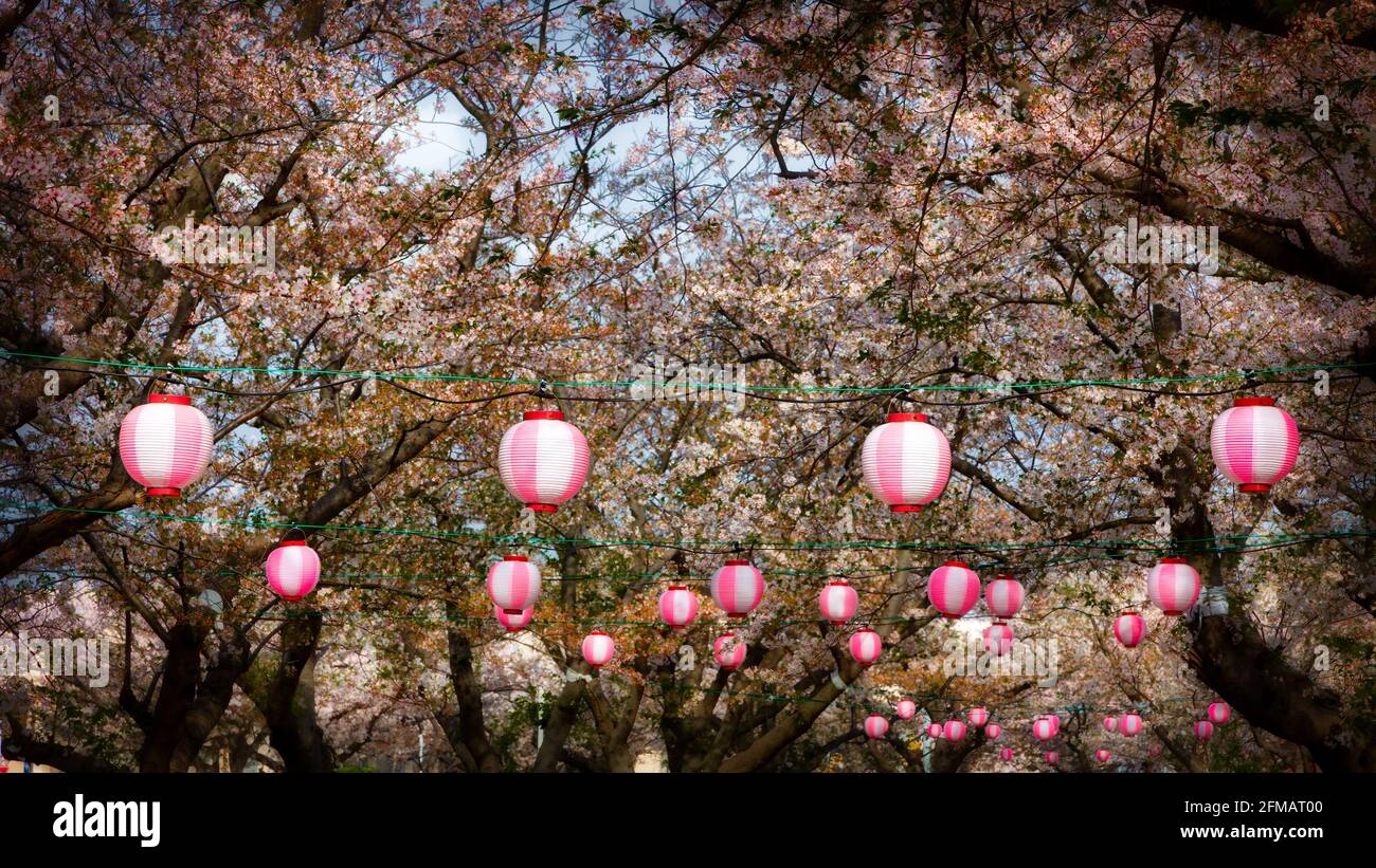 Frühlingsfarben mit Kirschblüten in voller Blüte und hängenden Laternen in Yokosuka, Japan. Stockfoto