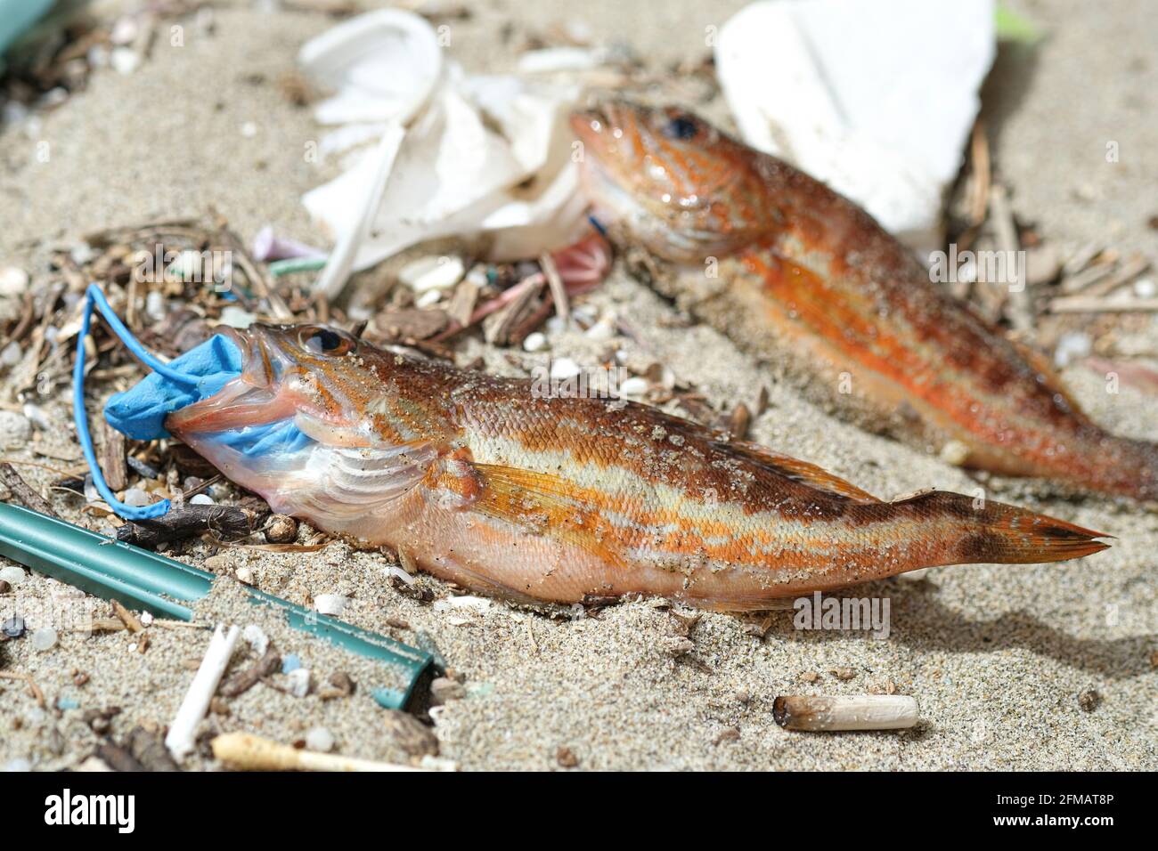 Comber Barsch Fisch tot essen Kunststoff Gummi Entsorgung Handschuh Müll Auf einem Schutt verseuchten Meereslebensraum.Naturverschmutzung Stockfoto