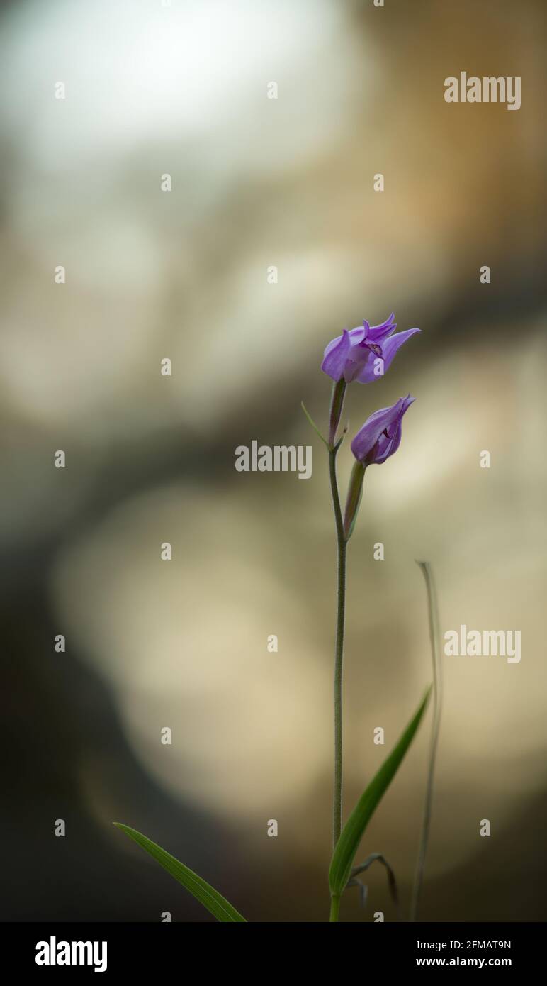 Blühender roter Helleborin, Cepalanthera rubra Stockfoto