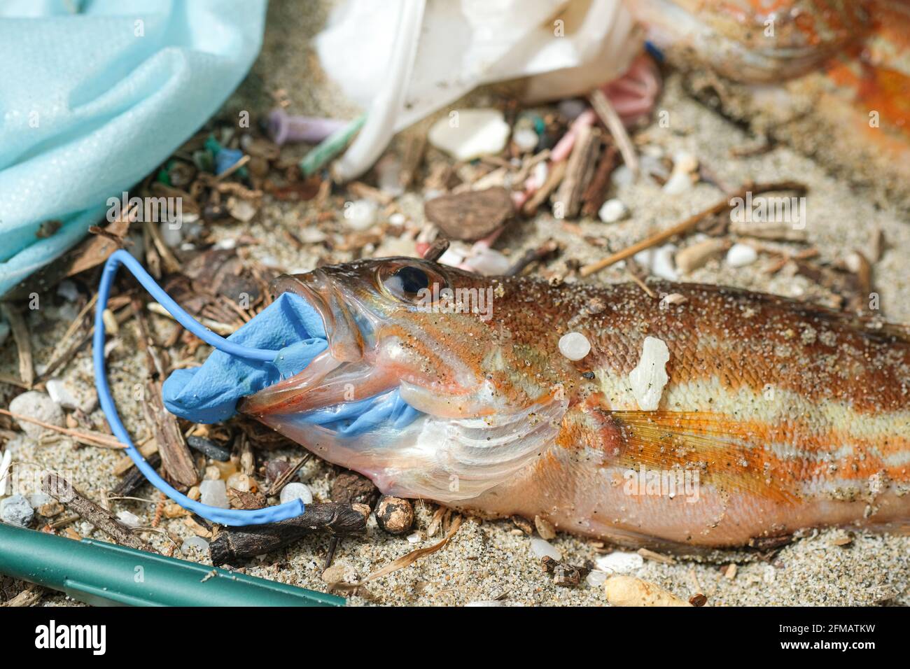 Comber Barsch Fisch tot essen Kunststoff Gummi Entsorgung Handschuh Müll auf einem Trümmer kontaminierten Meer Habitat.Nature Verschmutzung. Stockfoto