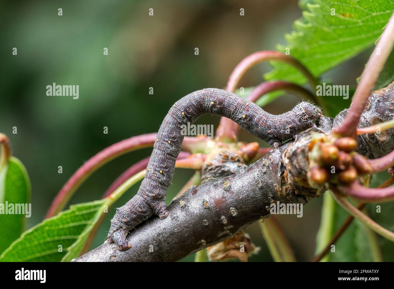 Deutschland, Baden-Württemberg, Lycia hirtaria, Raupe des Kirschschlüssels am Ast eines Kirschbaums, schwarze Sonde - dicker Körperschlüssel, Schmetterling, Motte aus der Schraubenschlüsselfamilie, Geometridae. Stockfoto