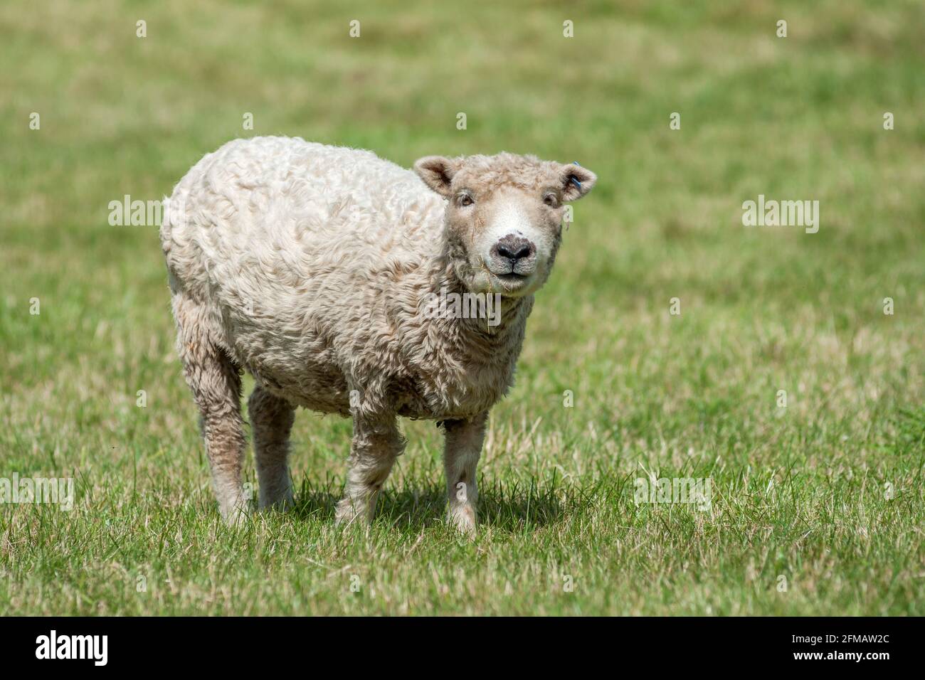 Großbritannien, Cotwolds, Swindon, Southdown Schafe, Schafe, Olde English  Babydoll, Babydoll Southdown Sheep, eine der ältesten Schafrassen  Großbritanniens aus den South Downs Stockfotografie - Alamy