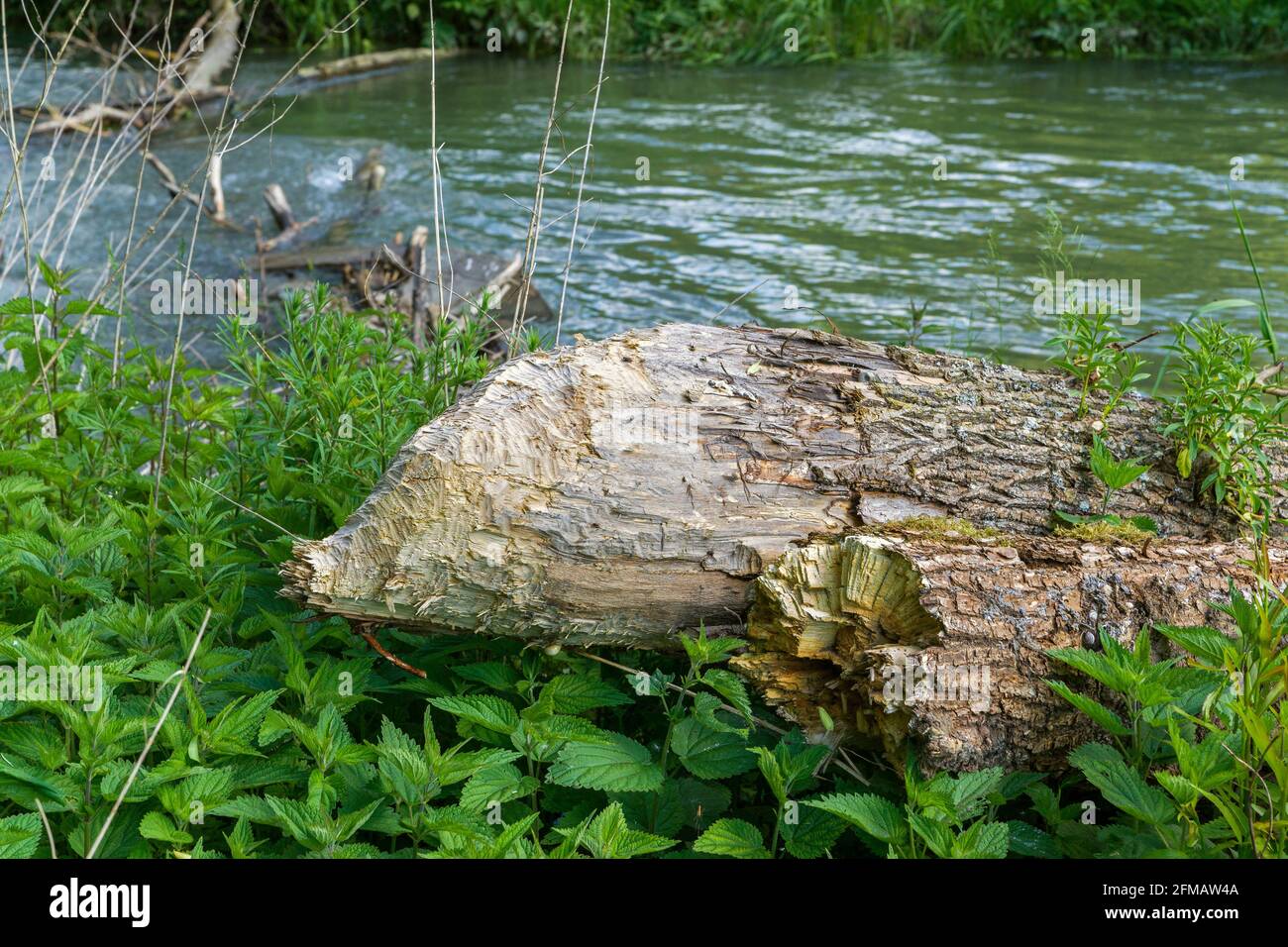 Deutschland, Baden-Württemberg, Hayingen - Anhausen, Biberfutter, vom Biber gefällter Baum Stockfoto
