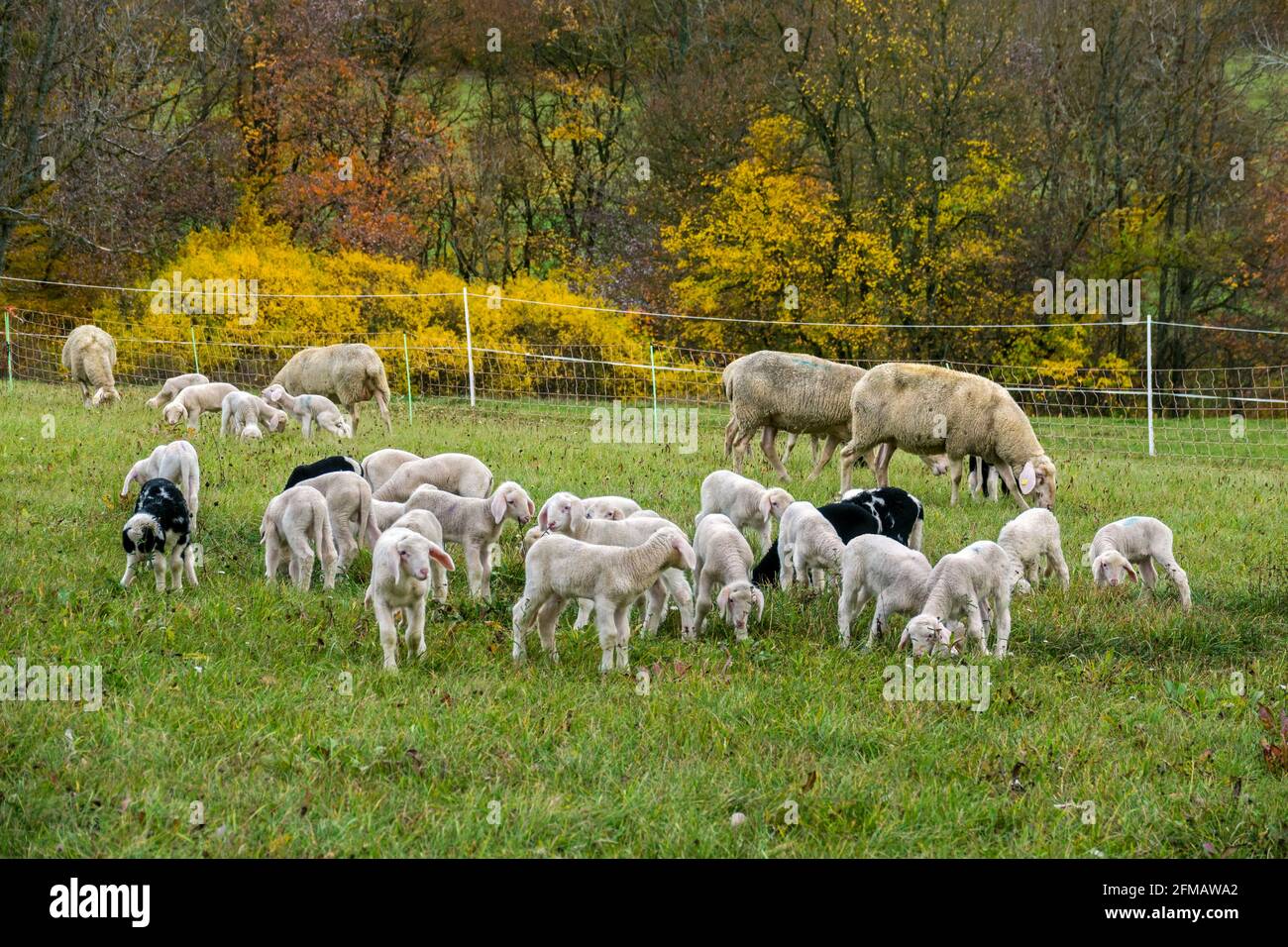 Deutschland, Baden-Württemberg, Lichtenstein, Hausschafe, Schafherde, Schaf, Lamm, Milchlamm auf der Schwäbischen Alb Stockfoto