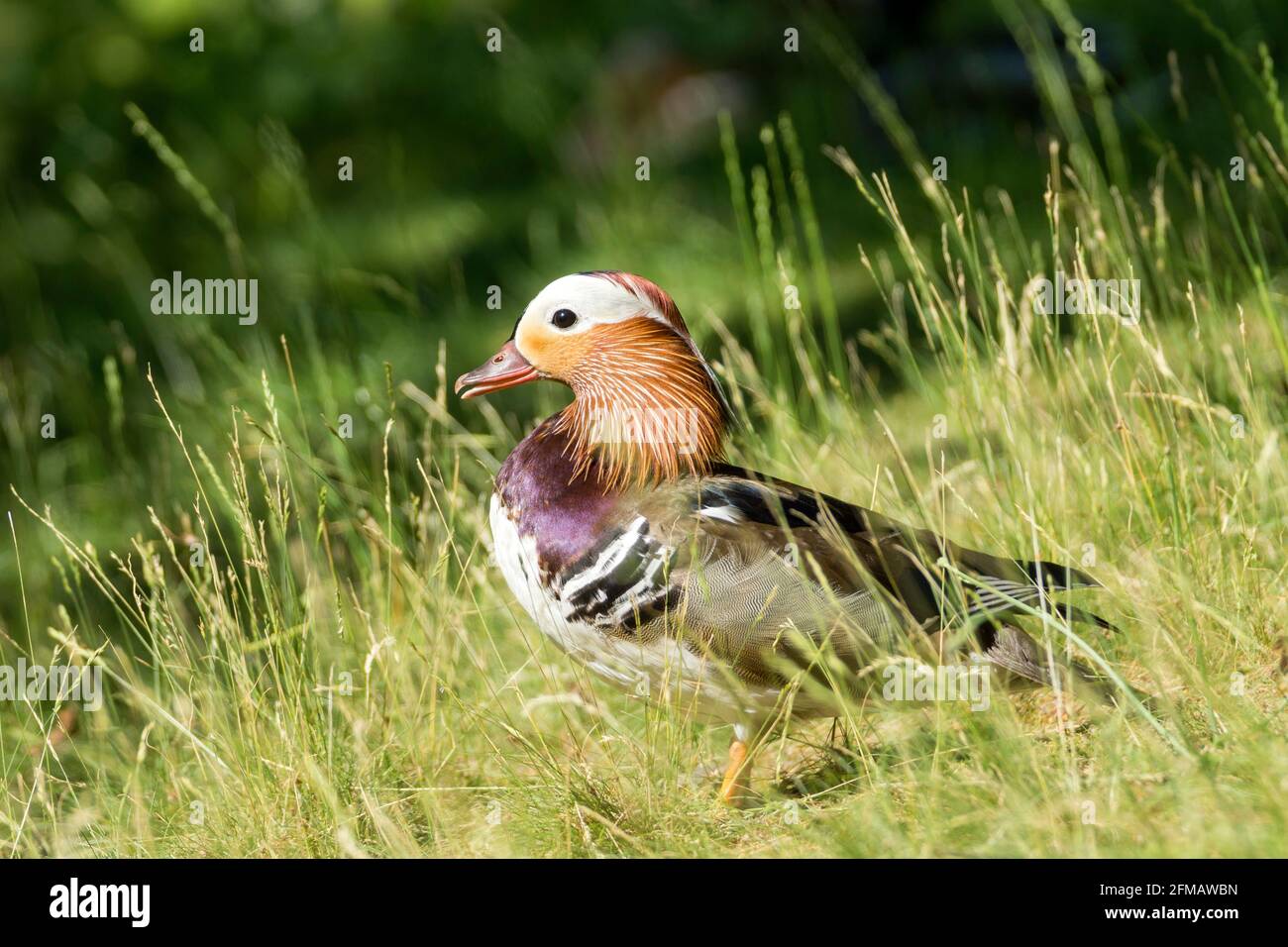 Deutschland, Sachsen, Dresden, Mandarinente, Aix galericulata Stockfoto