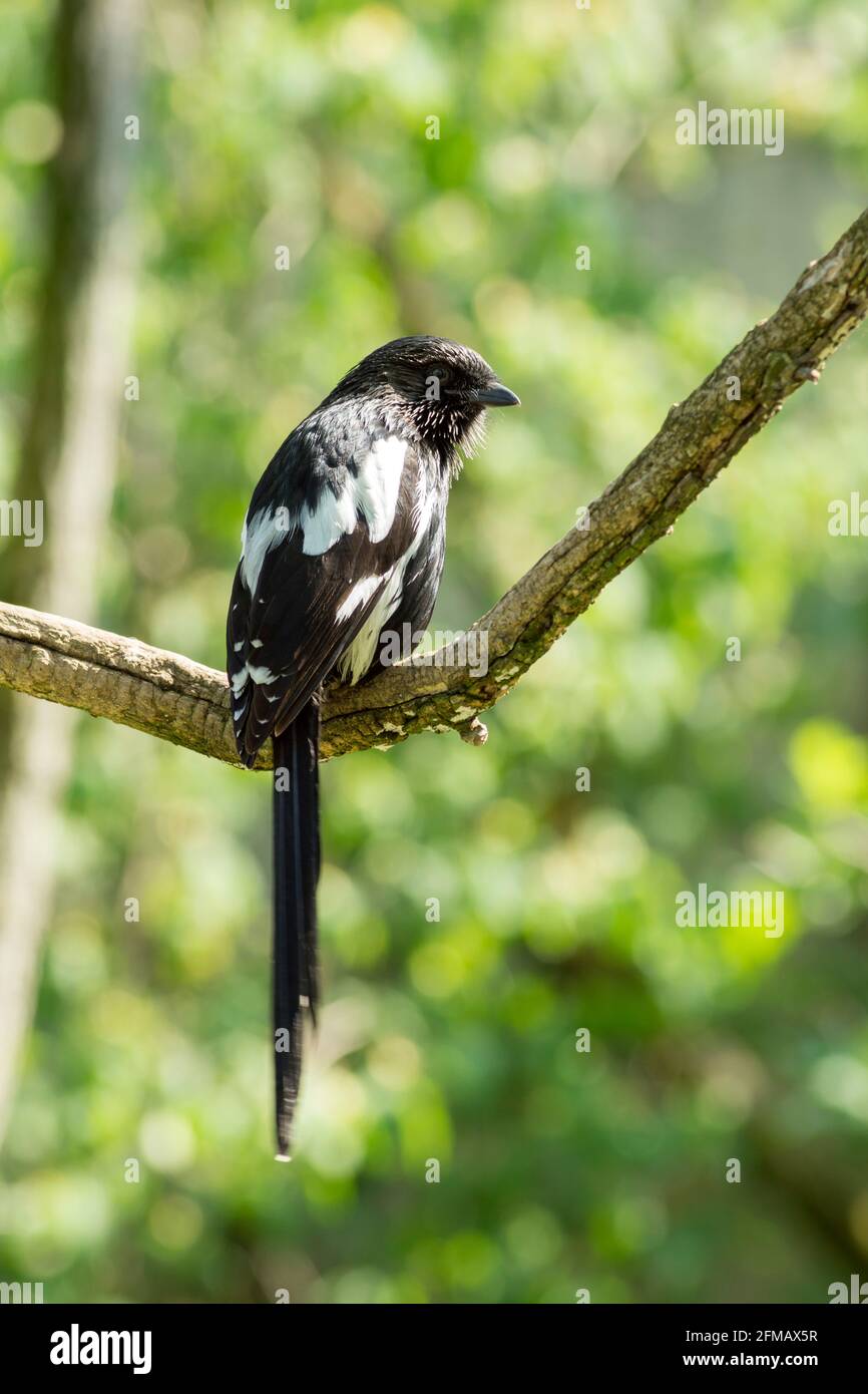 Der Elbenwürger, Urolestes melanoleucus, SYN .: Corvinella melanoleuca, ist eine Vogelart aus der Familie der Garnelen. Stockfoto