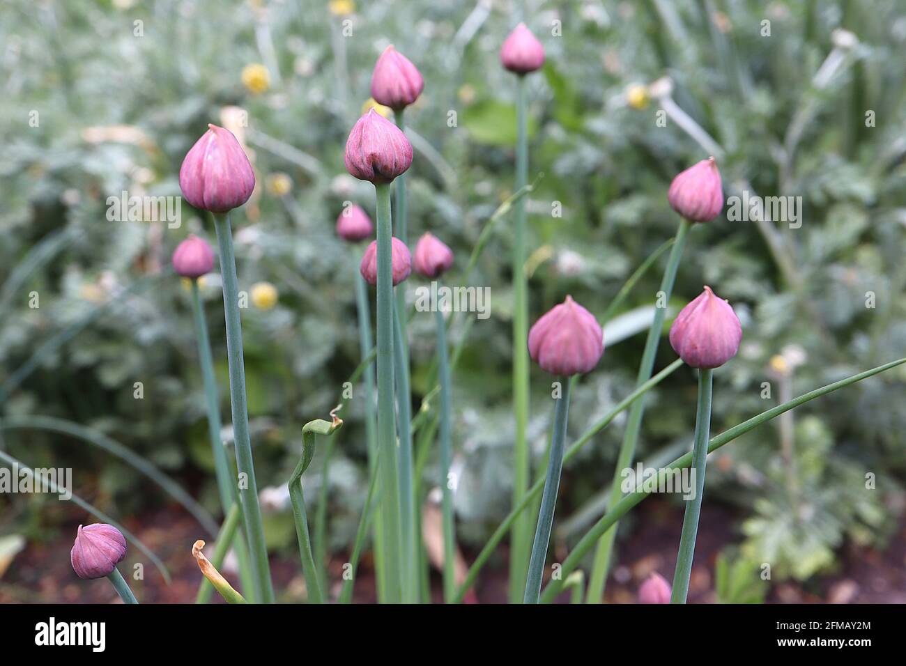 Allium schoenoprasum Knospen Klümchenknospen – Gruppe von kleinen Zwiebelkuppelförmigen hellvioletten Blütenknospen, Mai, England, Großbritannien Stockfoto
