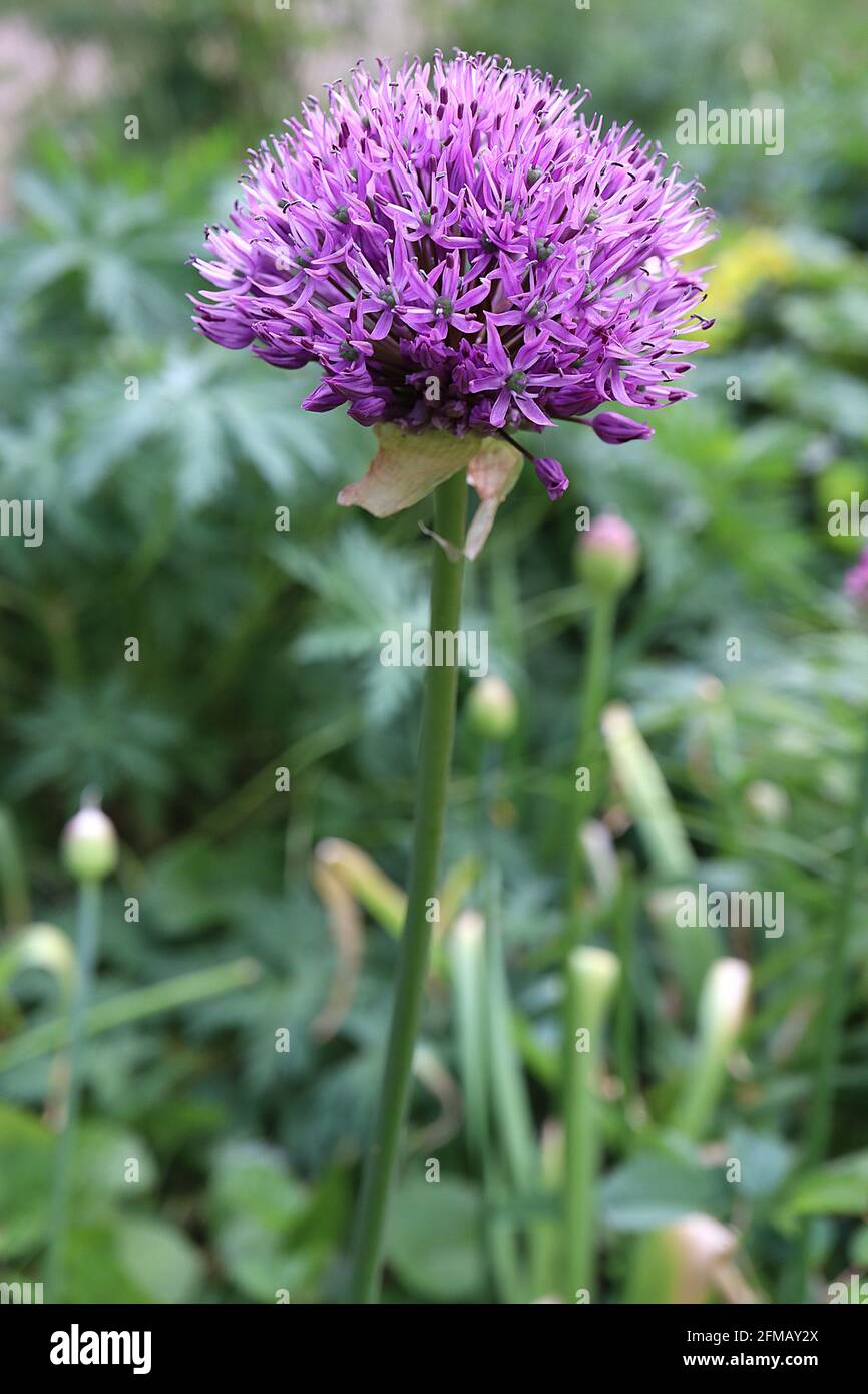 Allium hollandicum ‘Purple Sensation’ Dutch Garlic Purple Sensation – kugelförmige Dolde aus violetten sternförmigen Blüten auf hohen Stiel, Mai, England, Großbritannien Stockfoto