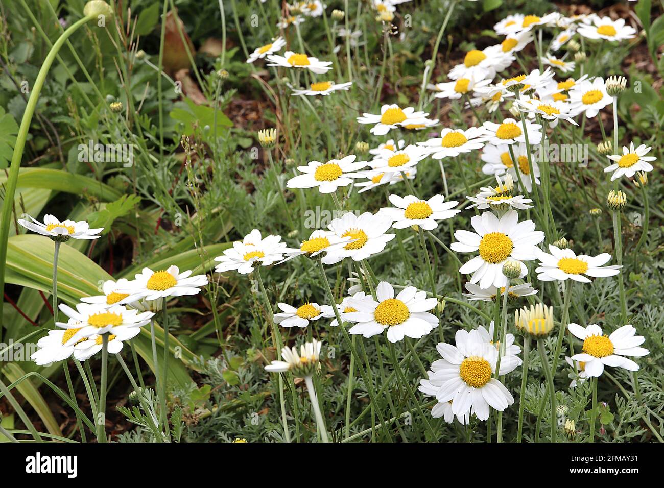 Anthemis punctata subsp cupaniana sizilianische Kamille – weiße Gänseblümchen auf langen Stielen und federndem Laub, Mai, England, Großbritannien Stockfoto