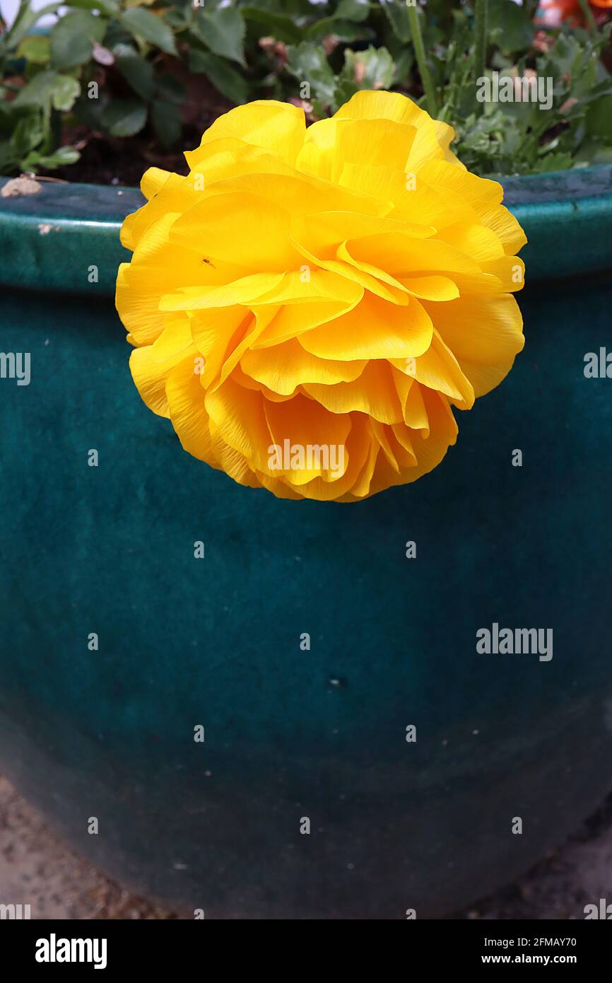 Begonia ‘Roseform Yellow’ dunkelgelbe Blume in roseförmiger Form, Mai, England, Großbritannien Stockfoto