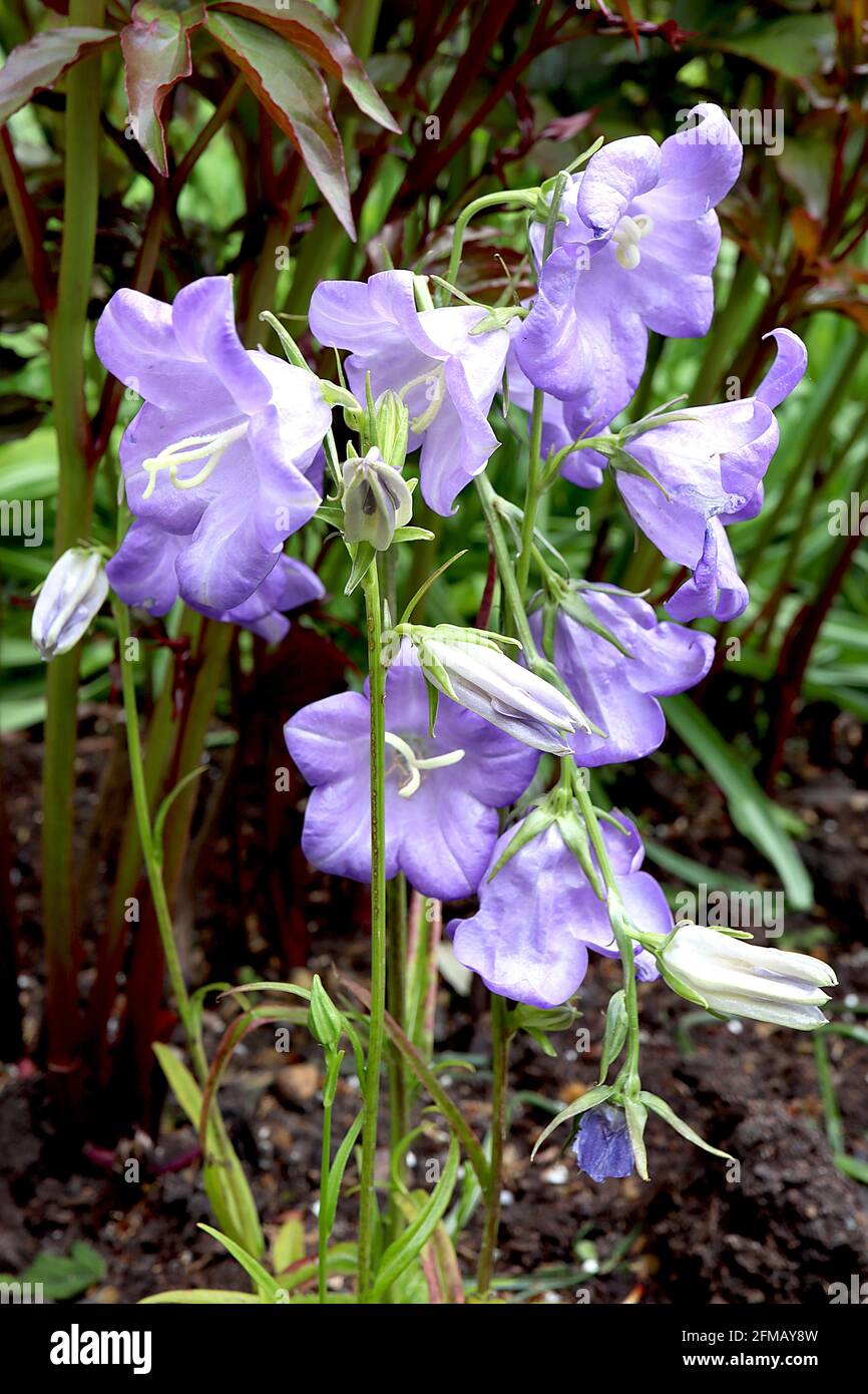 Campanula persicifolia ‘Blue Bell’ Fairy Glockenblume Blue Bell – lockere Spitzen großer lila blauer Blüten, Mai, England, Großbritannien Stockfoto