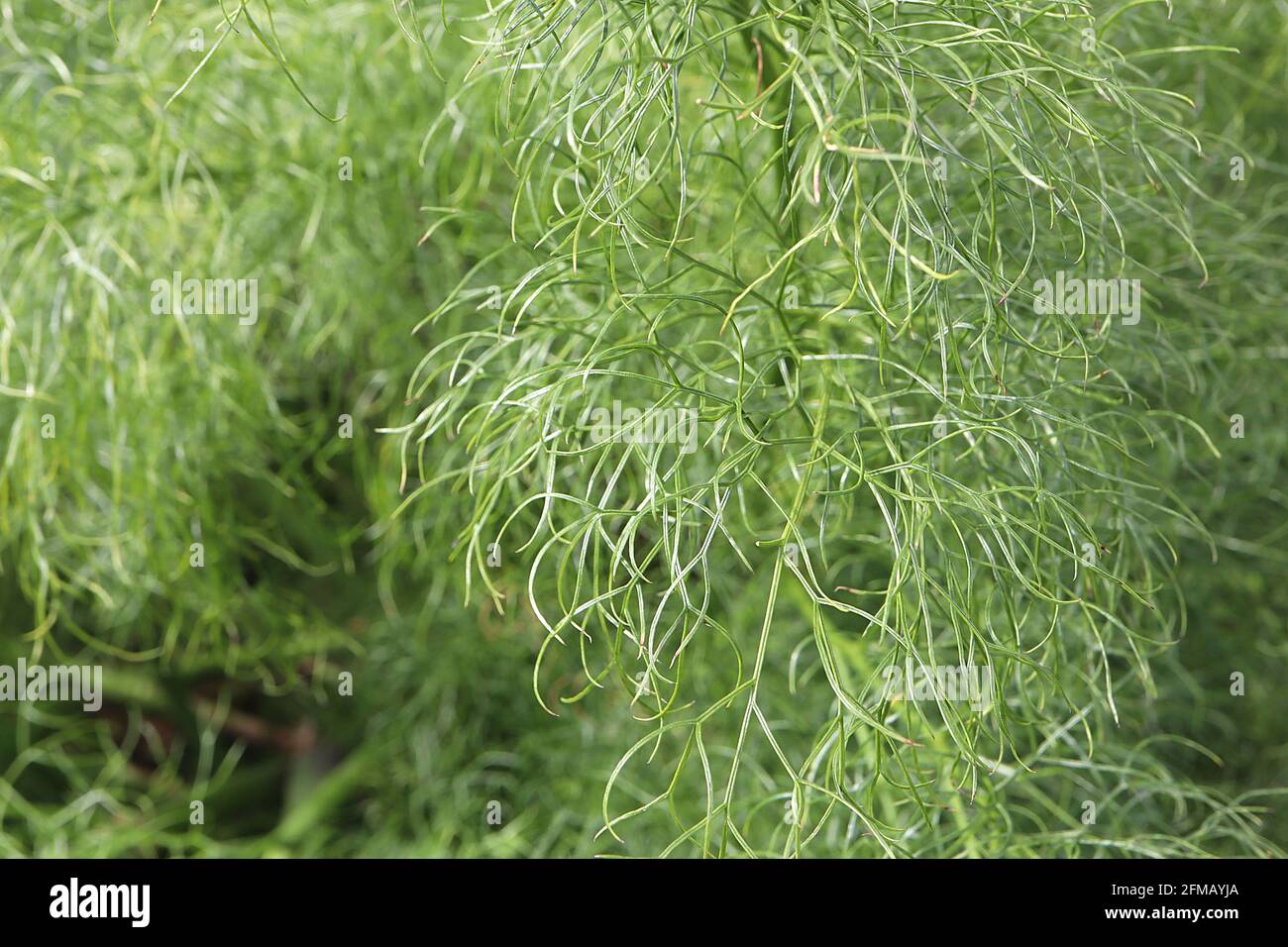 Ferula communis ‘gigantea’ Leaves Only Riesenfenchel – Hügel aus weichen, federleichten, grau-grünen Blättern, Mai, England, Großbritannien Stockfoto