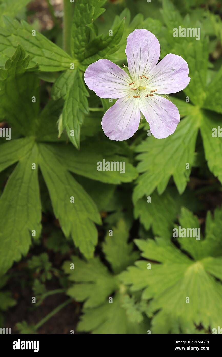 Geranium maculatum ‘Beth Chatto’ Gefleckter Kranesschnabel Beth Chatto – blassrosa Blüten mit schwachen dunklen Adern, Mai, England, Großbritannien Stockfoto