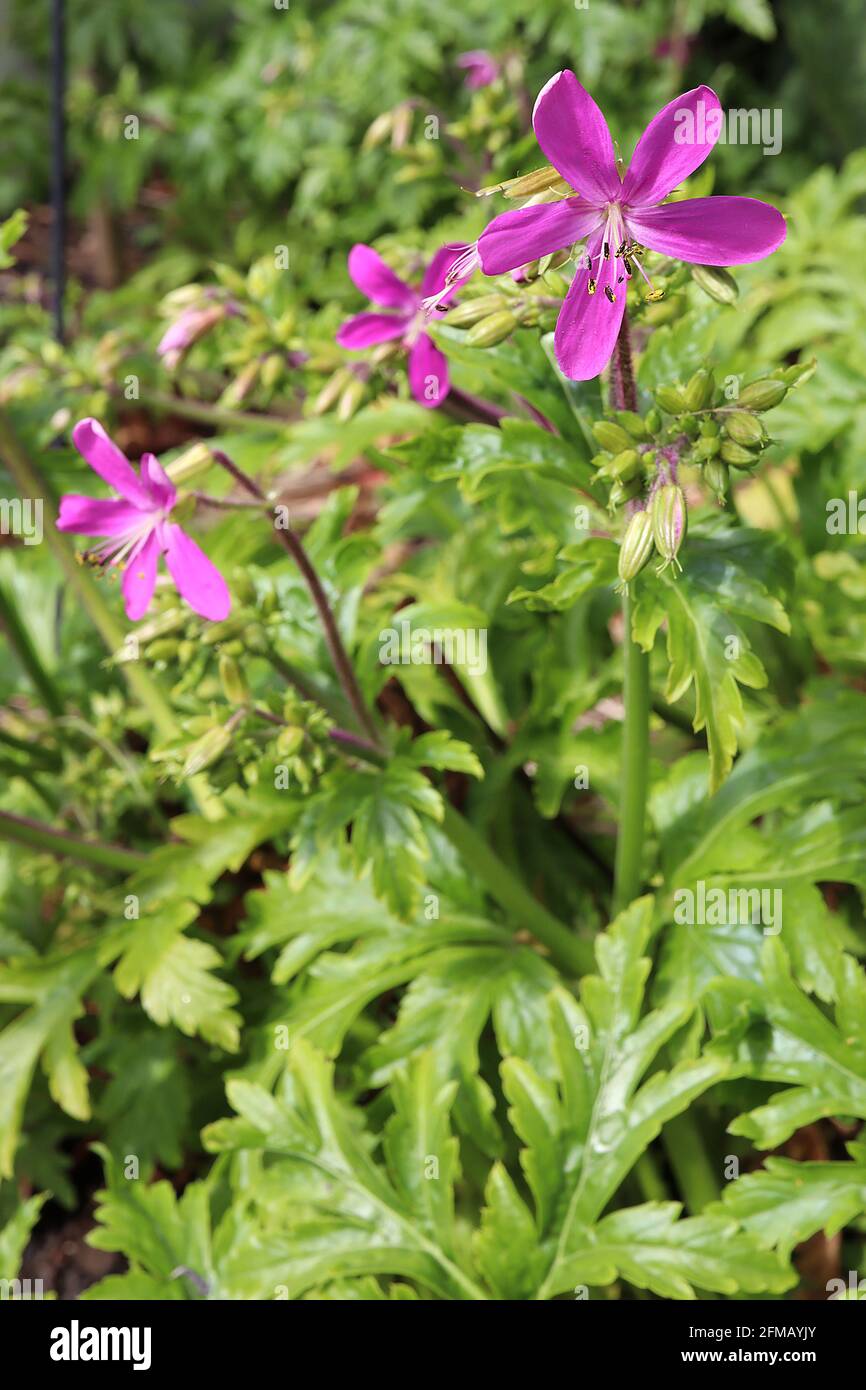 Geranium reuteri Riesengeranie – tiefrosa Blüten mit schlanken Blütenblättern, tief gelappte frische grüne Blätter, Mai, England, Großbritannien Stockfoto