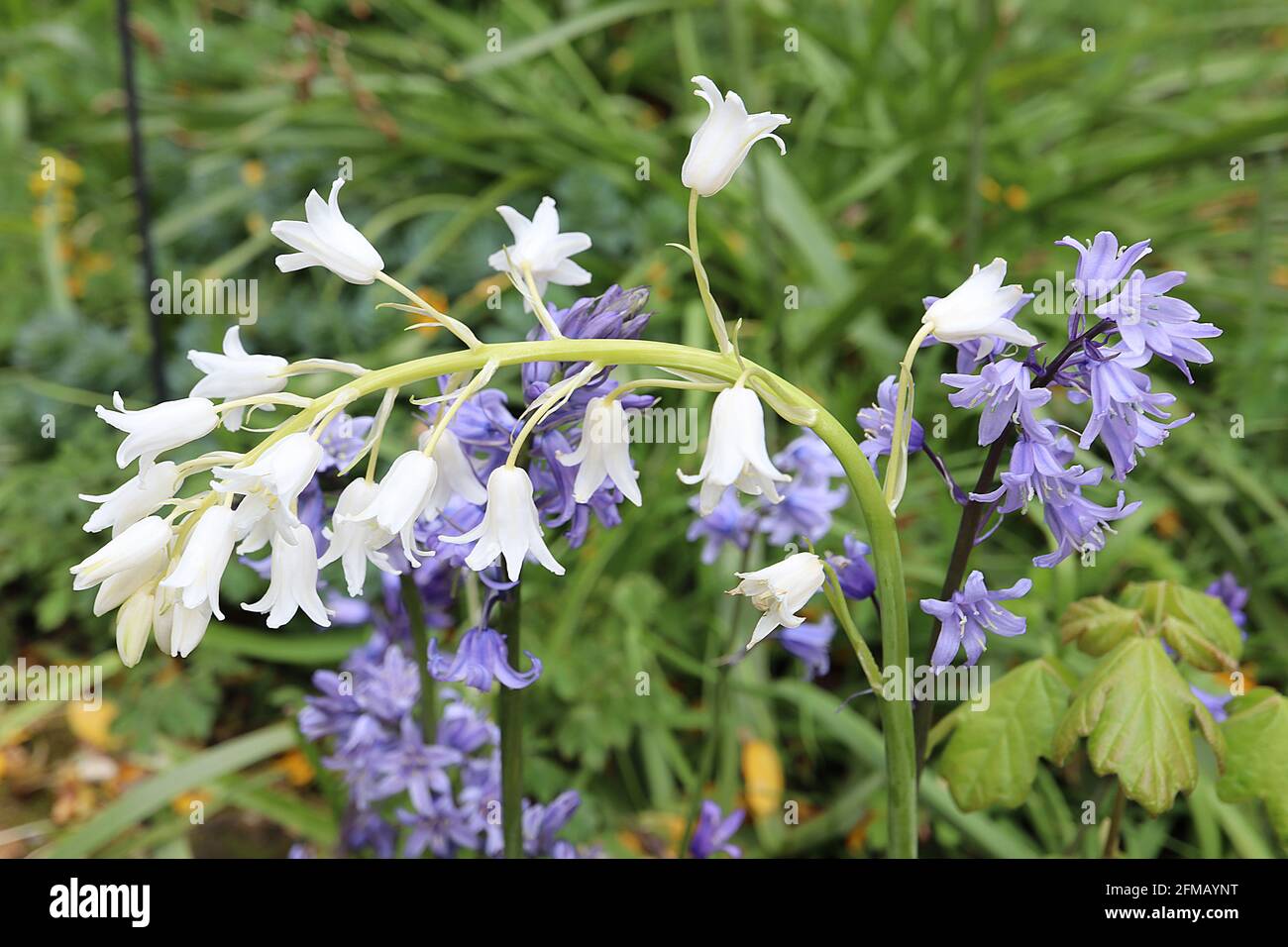 Hyacinthoides non-scripta WHITE English bluebells – weiße schmale röhrenförmige Blüten mit reflexartigen Blütenblättern, Mai, England, Großbritannien Stockfoto