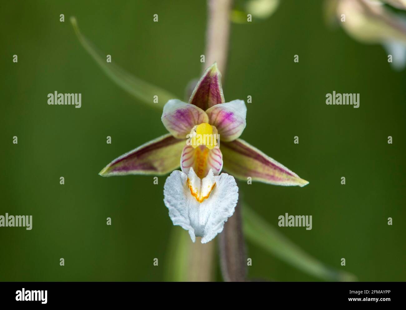 Marsh stendellum (Epipactis palustris), eine terrestrische Orchidee (Orchidaceae), Chancy, Genf, Schweiz Stockfoto