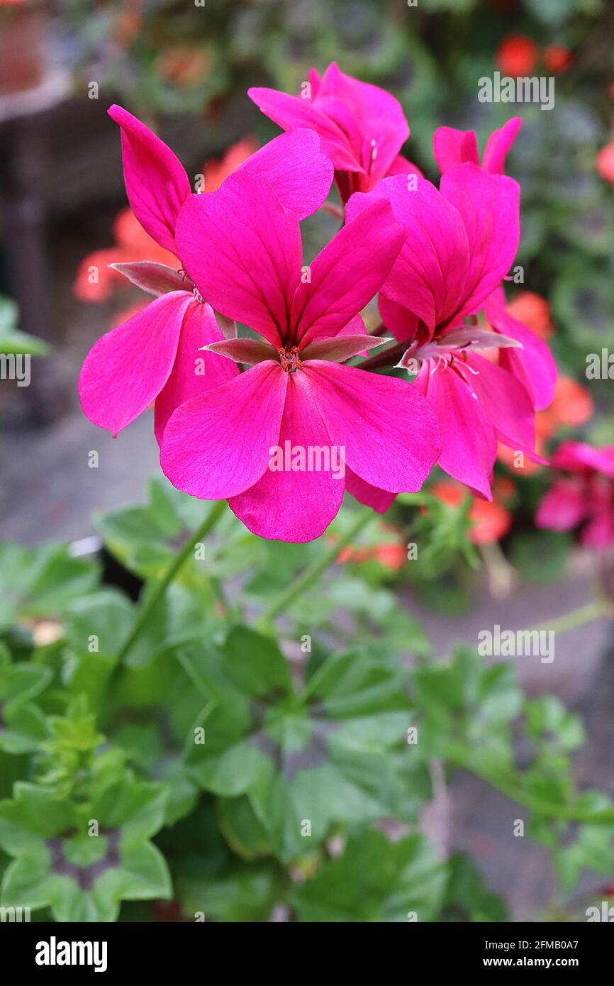 Pelargonium ‘Surcouf’ efeublättrige Geranie Surcouf – magentarote Blüten und glänzende Palmatenblätter, Mai, England, Großbritannien Stockfoto