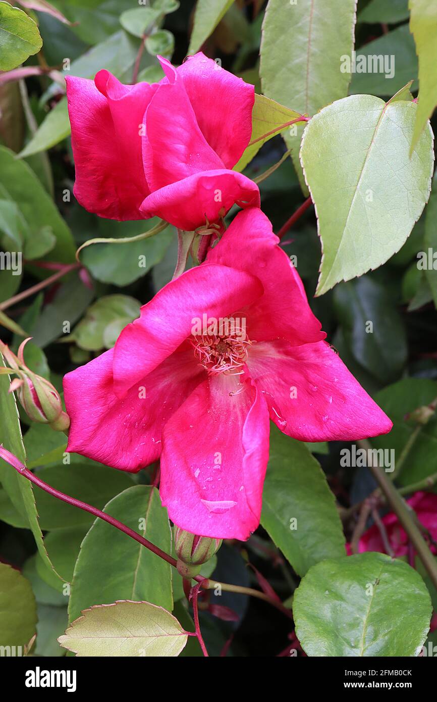 Rosa x odorata ‘Bengal Crimson’ (CH) Rose Bengal Crimson – stark duftende kirschrote Einzelblüten und dornlose Zweige, Mai, England, UK Stockfoto