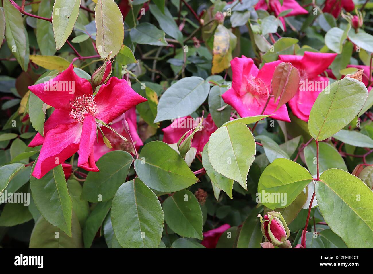 Rosa x odorata ‘Bengal Crimson’ (CH) Rose Bengal Crimson – stark duftende kirschrote Einzelblüten und dornlose Zweige, Mai, England, UK Stockfoto