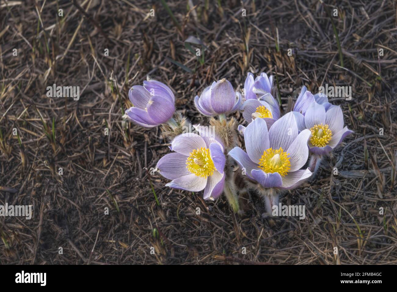 Der Präriekrokus Anemone blüht in der Nähe von Plum Coulee, Manitoba, Kanada. Stockfoto