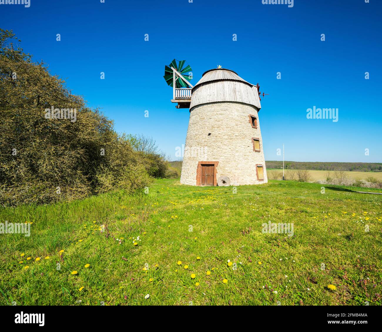 Deutschland, Sachsen-Anhalt, Eckartsberga, die Turmwindmühle von Eckartsberga im Frühjahr Stockfoto