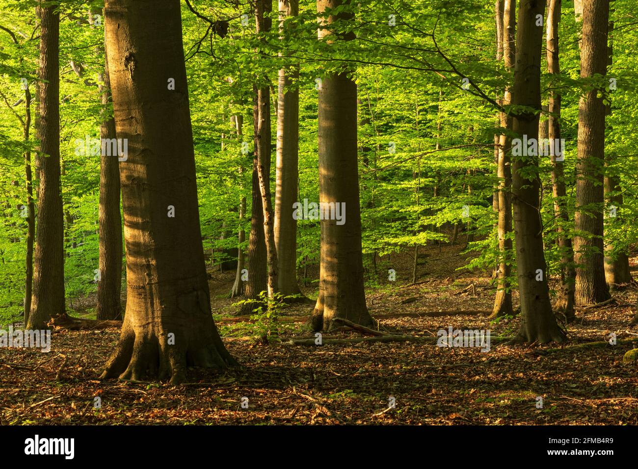 Unberührter Buchenwald im Frühling, Abendlicht, Grumsiner Forst, UNESCO-Weltkulturerbe, Brandenburg, Deutschland Stockfoto