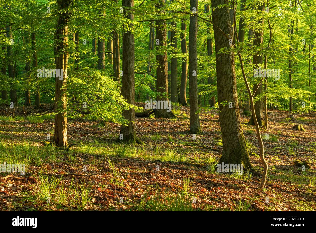 Unberührter Buchenwald im Frühling, Abendlicht, Grumsiner Forst, UNESCO-Weltkulturerbe, Brandenburg, Deutschland Stockfoto