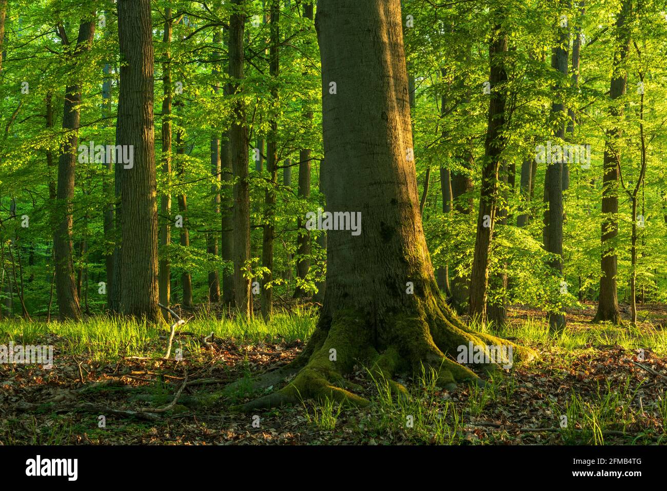 Unberührter Buchenwald im Frühling, Abendlicht, Grumsiner Forst, UNESCO-Weltkulturerbe, Brandenburg, Deutschland Stockfoto