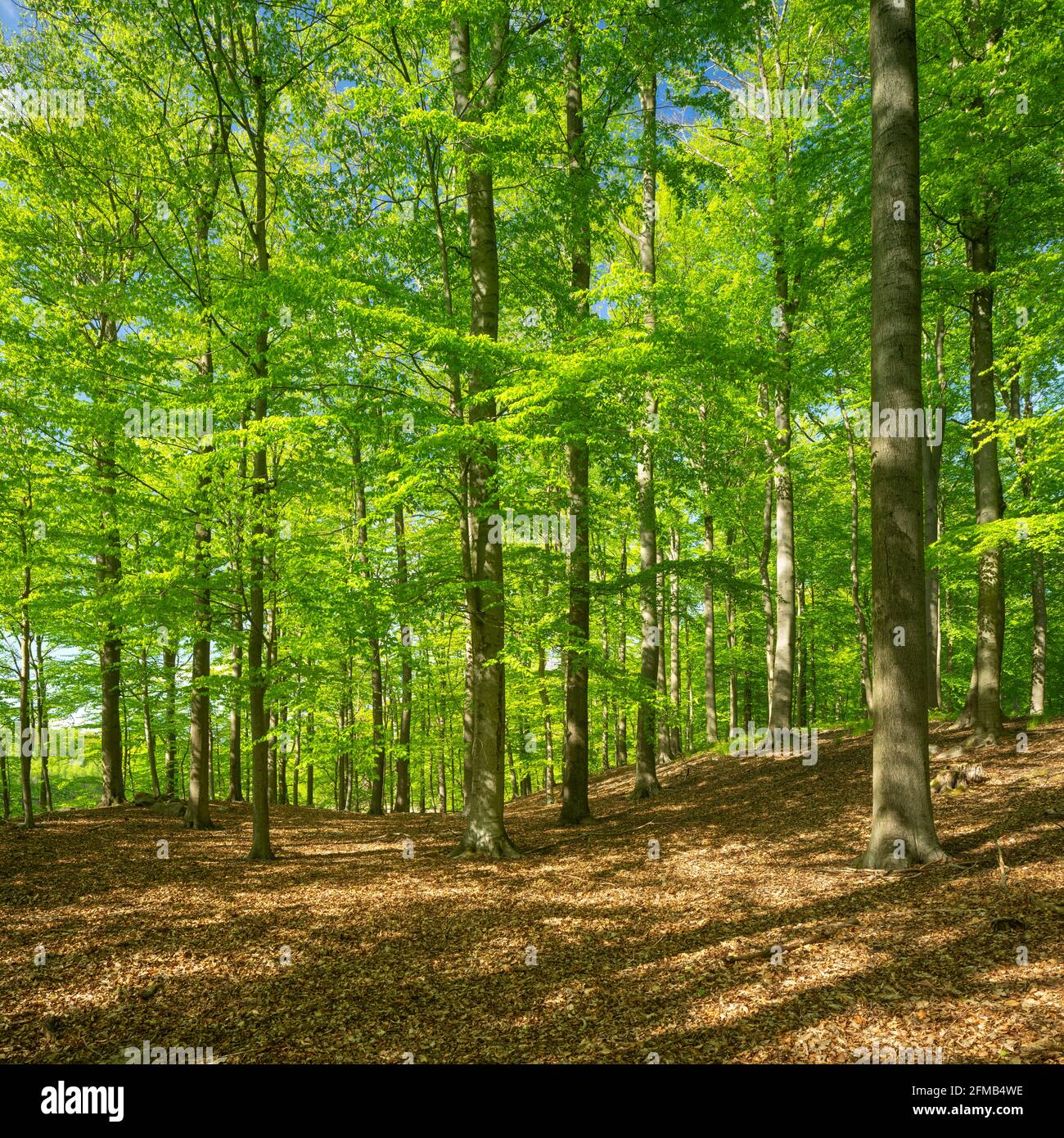 Buchenwald im Frühjahr, Grumsiner Forst, UNESCO-Weltkulturerbe, Brandenburg, Deutschland Stockfoto