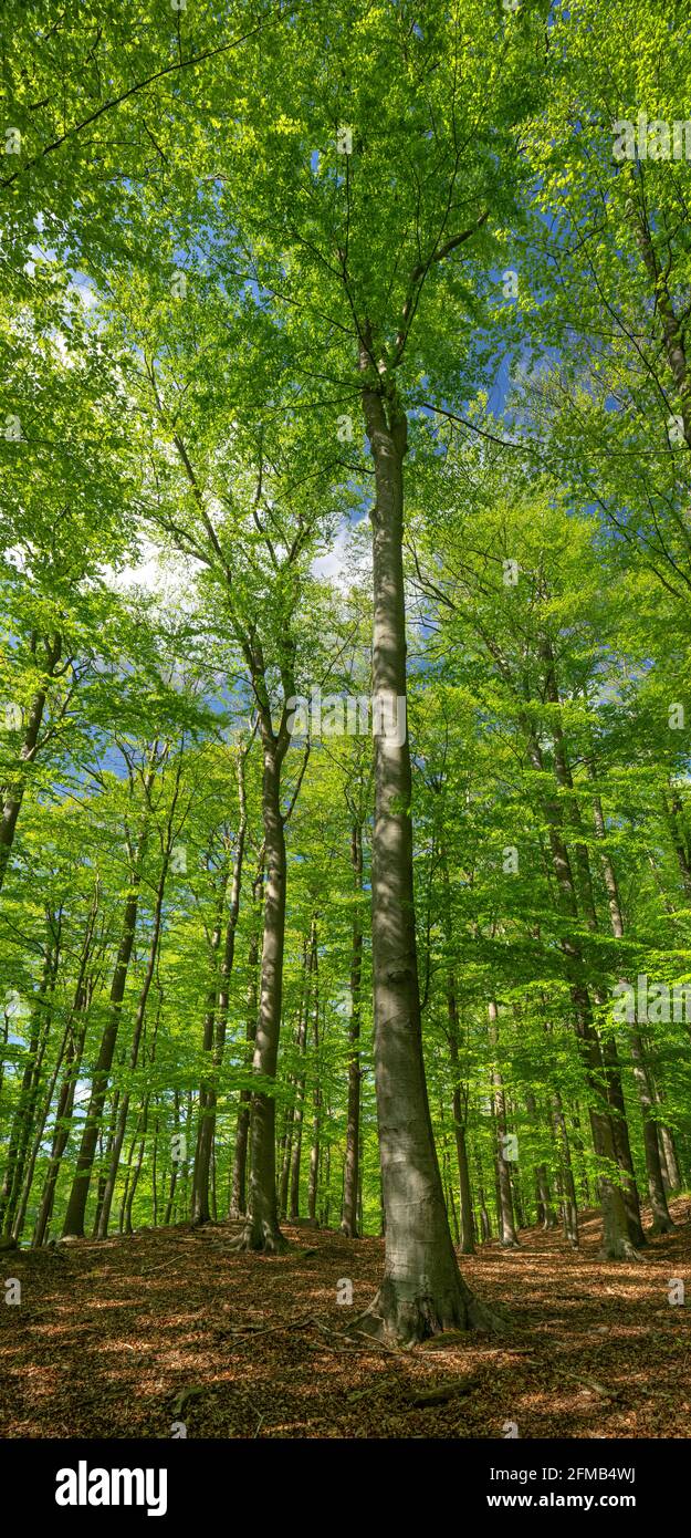 Mai-grüner Buchenwald im Frühjahr, Grumsiner Wald, UNESCO-Weltkulturerbe, Brandenburg, Deutschland Stockfoto