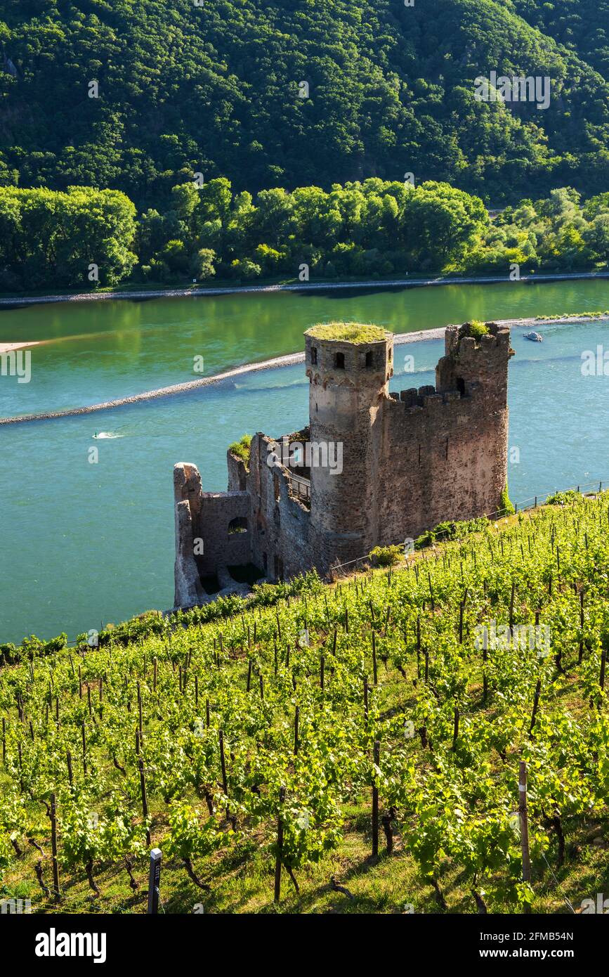 Deutschland, Hessen, Rheingau, Rüdesheim, Assmannshausen, Ehrenfels Burgruine in den Weinbergen am Rhein, Oberes Mittelrheintal Weltkulturerbe Stockfoto