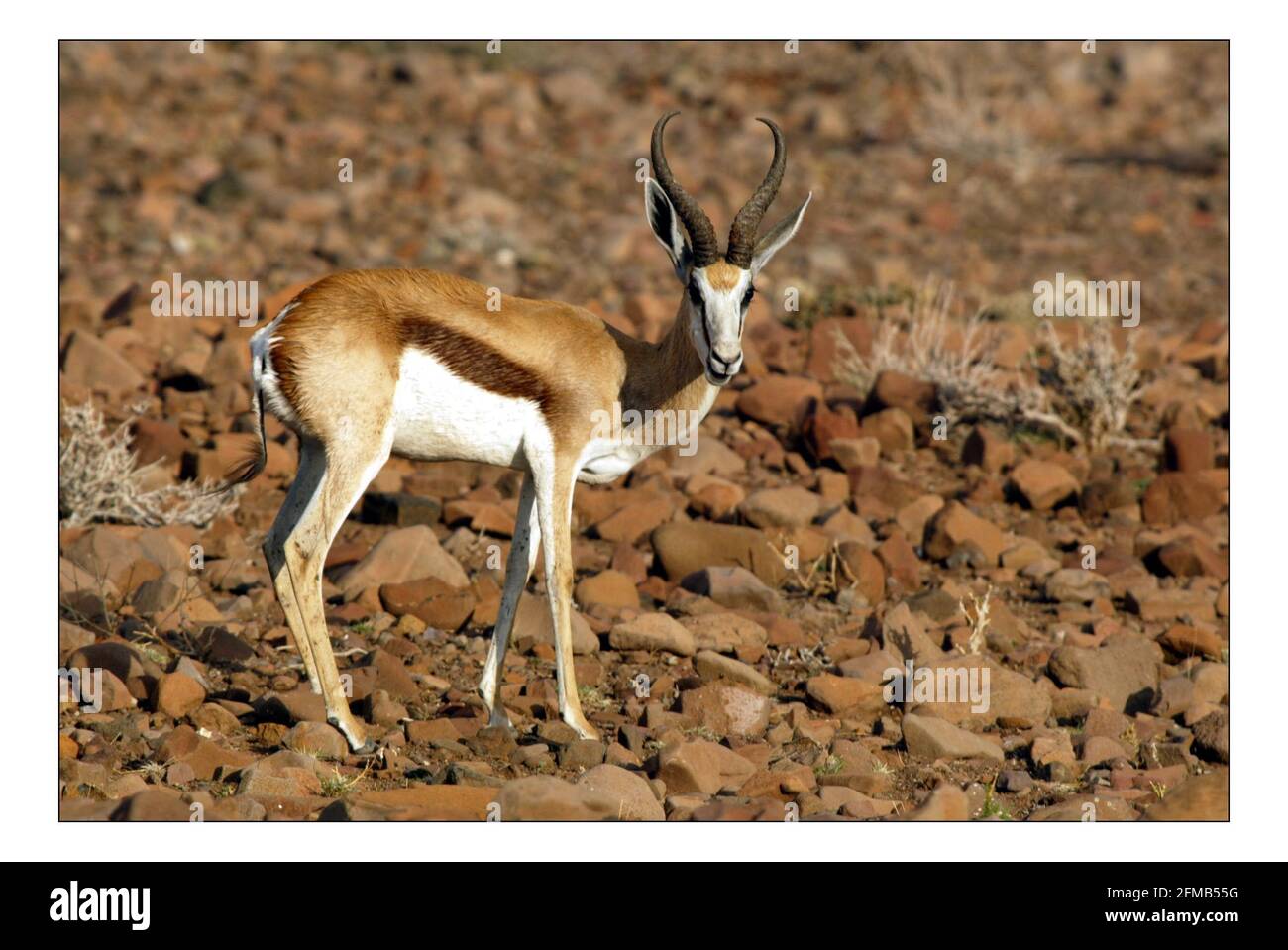 Unabhängiger Weihnachtsschmuck...... Integrierte ländliche Entwicklung und Naturschutz (IRDNC) in Namibia.Springbok im Kunene Bezirk von N.W. Namibia Foto von David Sandison November 2004 Stockfoto