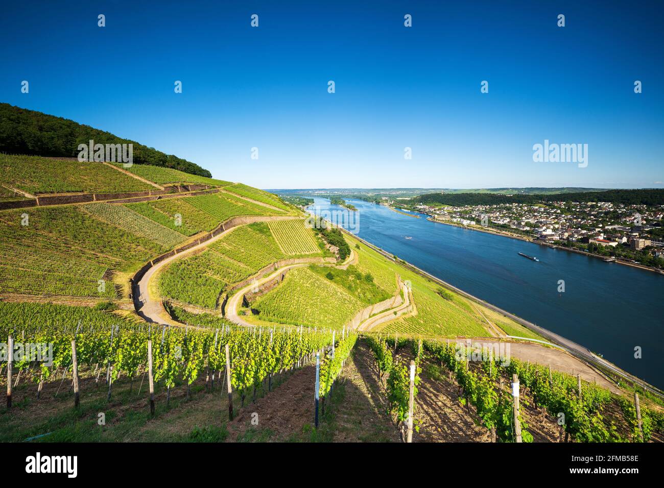 Deutschland, Hessen, Rheingau, Rüdesheim, Assmannshausen, Blick auf die Weinberge am Rhein bei Rüdesheim, Weltkulturerbe Oberes Mittelrheintal Stockfoto
