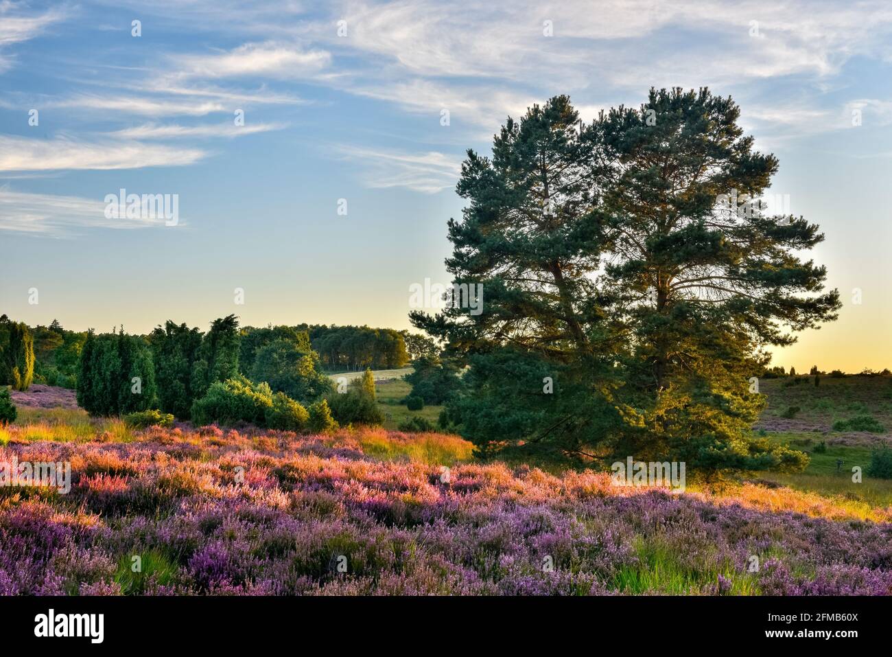 Typische Heidenlandschaft mit blühender Heide und Wacholder im letzten Abendlicht, Lüneburger Heide, Niedersachsen, Deutschland Stockfoto