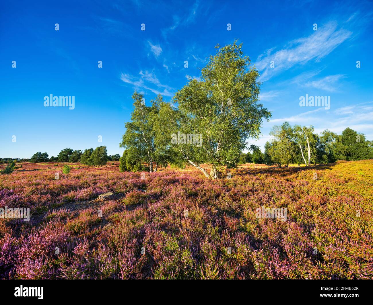 Typische Heidelandschaft mit blühenden Heide- und Birkenbäumen, Lüneburger Heide, bei Egestorf, Niedersachsen, Deutschland Stockfoto