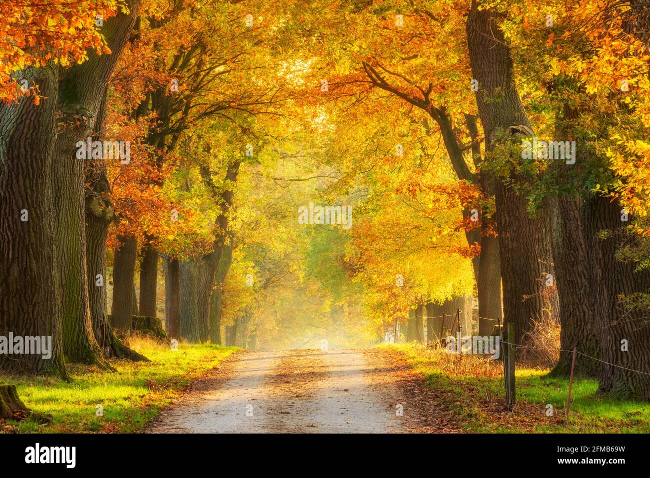 Deutschland, Hessen, Reinhardswald, Eichenallee im Herbst, Abendlicht Stockfoto