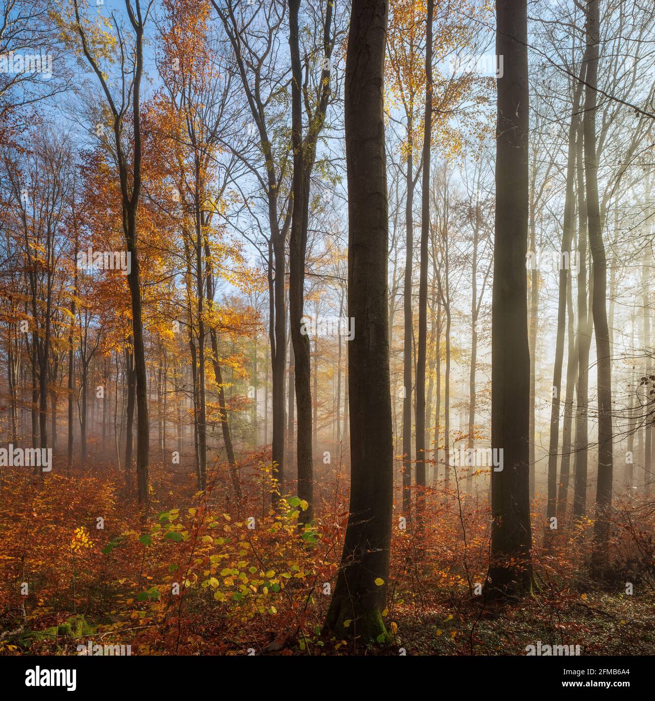 Naturnaher Buchenwald beginnt sich im Herbst mit Nebel, dichtem Unterholz, Nationalpark Hainich, Thüringen, Deutschland zu verjüngen Stockfoto