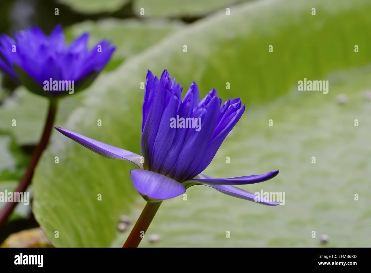 Bagdad Seerose blaue Blume in Seerose Teich, Nymphaea Hybrid Stockfoto