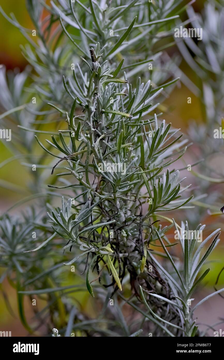 Zweige und Blätter der italienischen Erdbeer, auch Curry Plant, Helichrysum italicum genannt Stockfoto