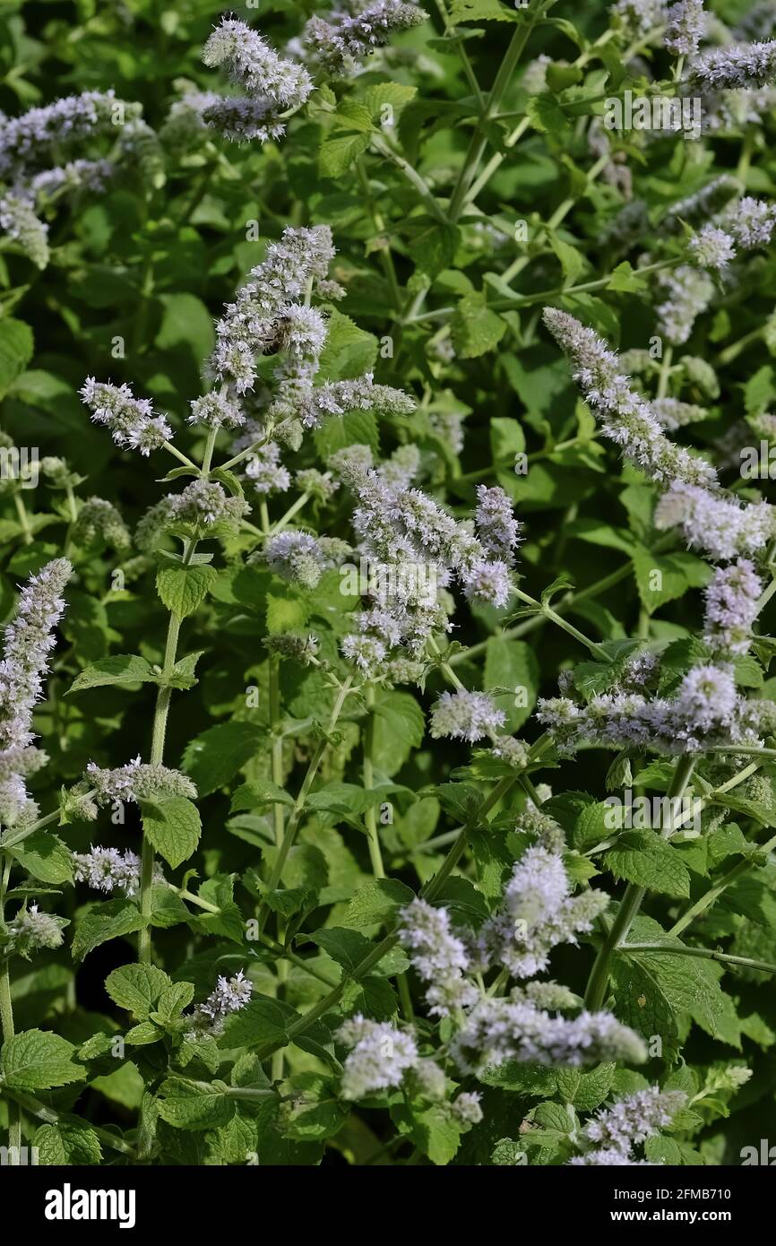 Blätter und Blüten der echten Pfefferminze, Mentha piperita, im Sommer, Bayern, Deutschland, Europa Stockfoto