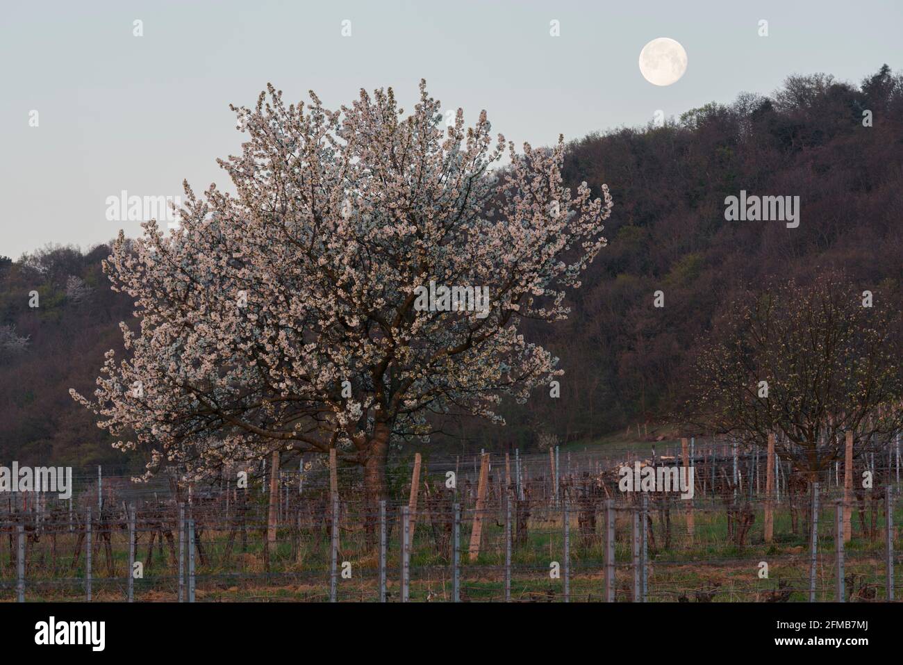 Blühende Kirschbäume bei Donnerskirchen, Burgenland, Österreich Stockfoto