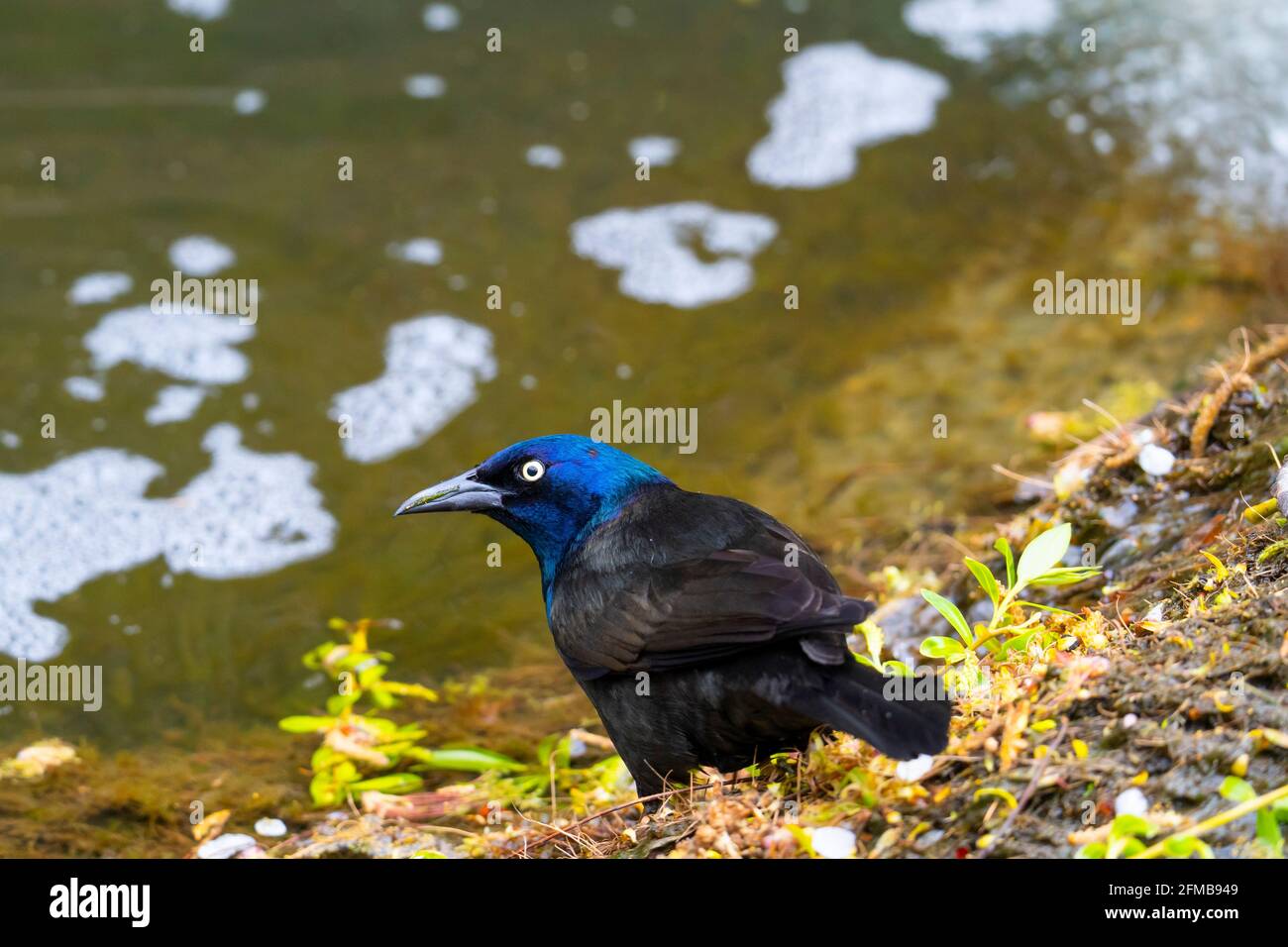 Gewöhnlicher Greifling, (Quiscalus quiscula), Erwachsener Stockfoto