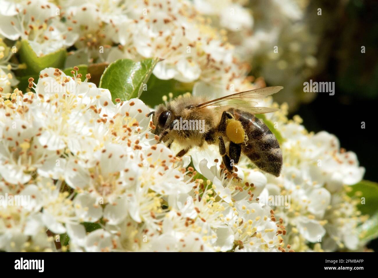 Blumen mit Bee Stockfoto
