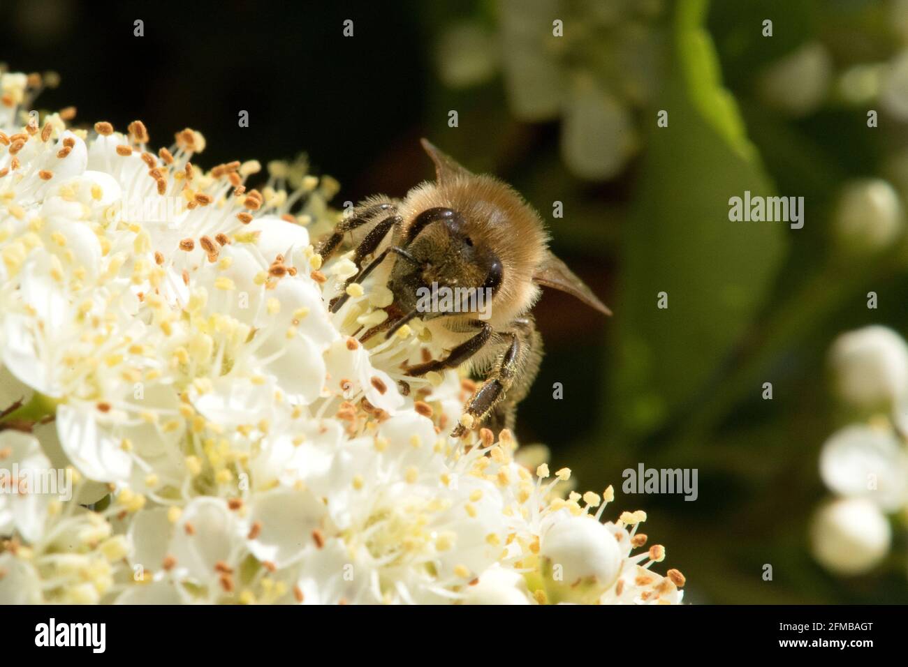 Blumen mit Bee Stockfoto