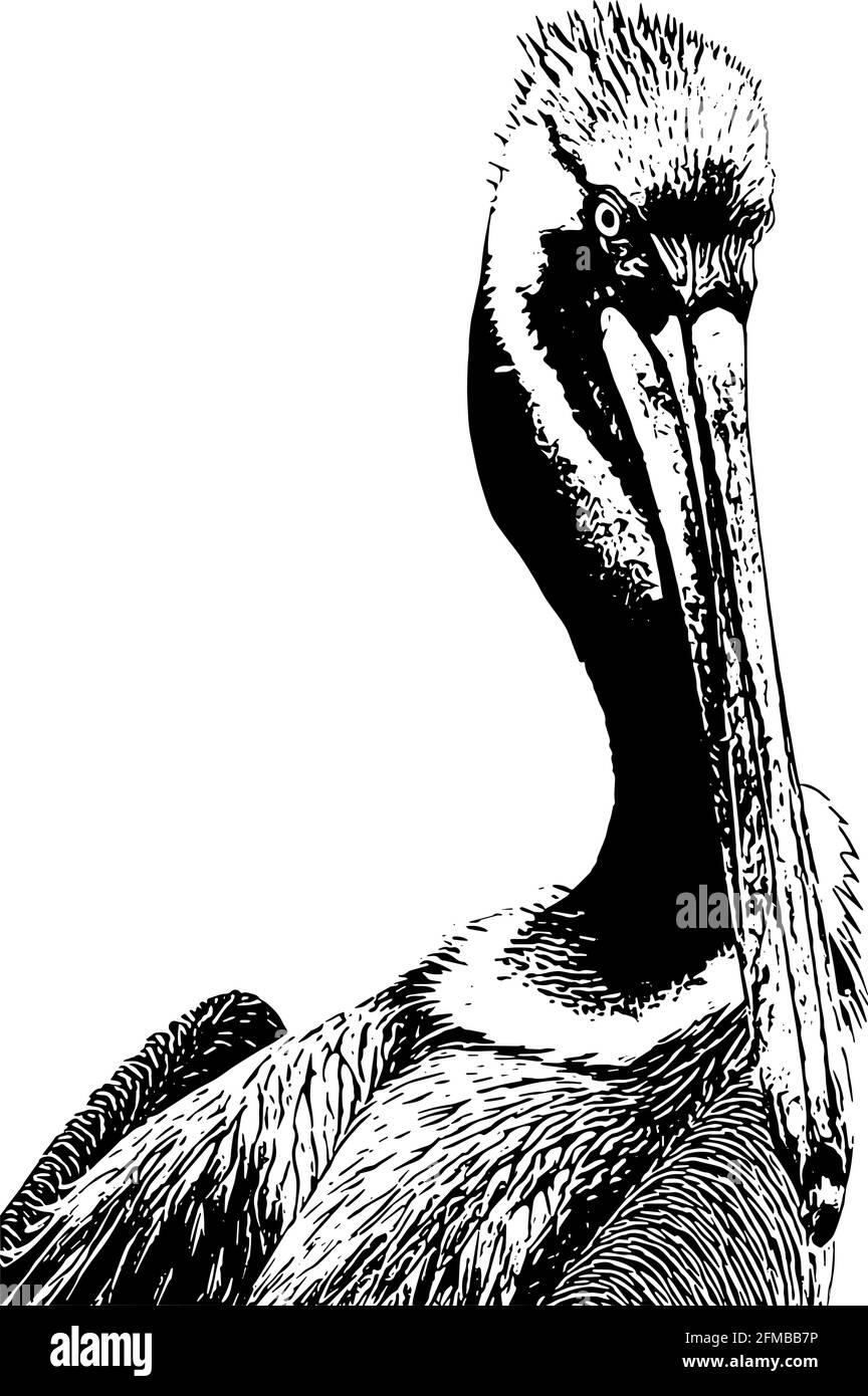 Pelican Sketch Vektordarstellung in schwarz auf weißem Hintergrund Stock Vektor