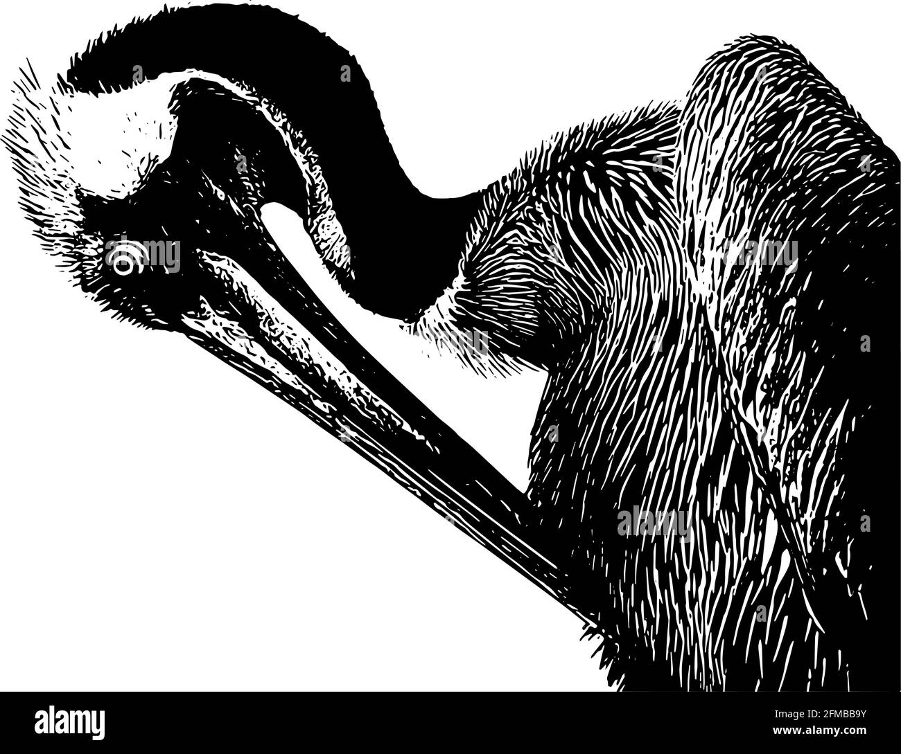 Pelican Profilskizze in Schwarz auf weißem Hintergrund Stock Vektor