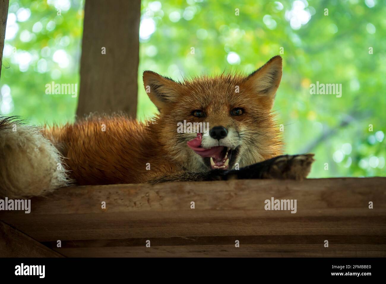 Ein brauner Fuchs ruht auf einer Holzkiste in einem Käfig, leckt seinen Mund, Augen hell, grüner Hintergrund und Bokeh, Nahaufnahme im Gesicht. Am Fuchsdorf S Stockfoto