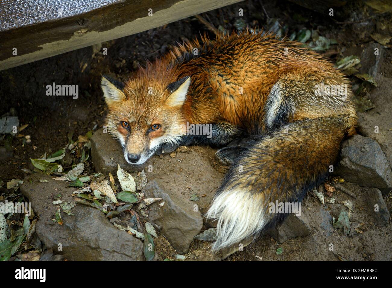 Das Fuchspelz war orange und wurde durch den Regen nass. Auf dem Boden liegend, waren die Augen wild und es schaute, auf das Fuchsdorf. Shiroishi, Miy Stockfoto